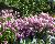 Розовый флокс